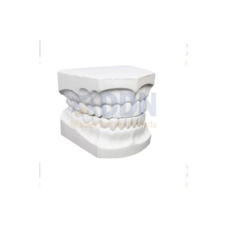 MODELO DE YESO ADULTO